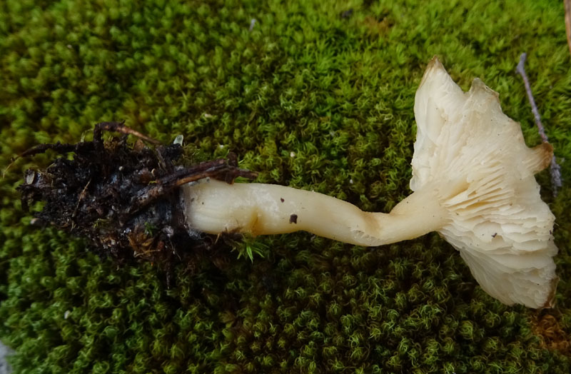 Clitocybe ?